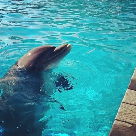 The Institute for Marine Mammal Studies