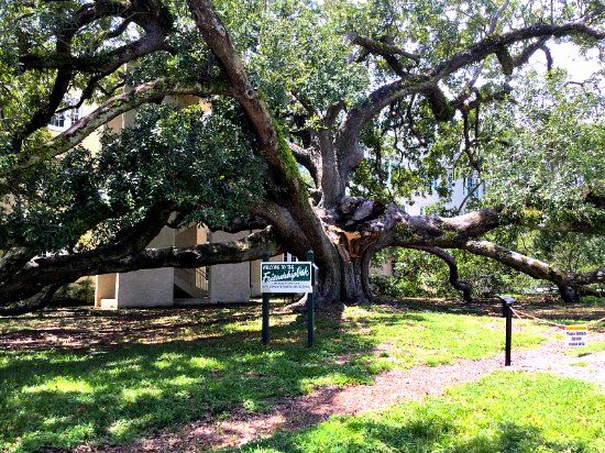 Friendship Oak